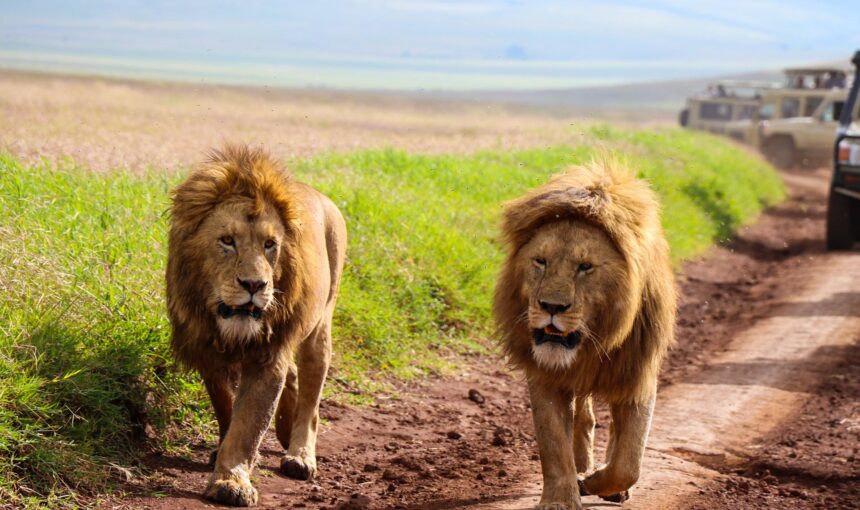 5 Days, 4 Nights safari tour