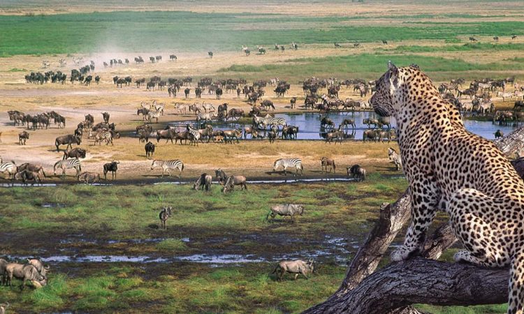 Ngorongoro-Facts-750×450-1