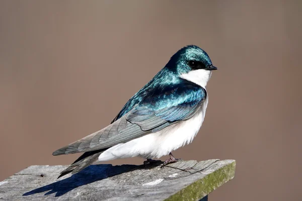 Tree-Swallow2.JPG