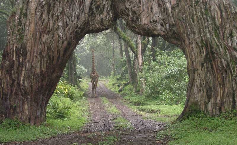 arusha-park