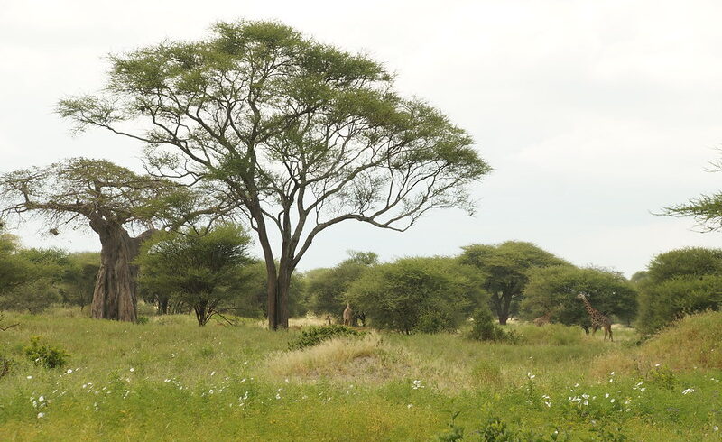 tarangire-vegetation