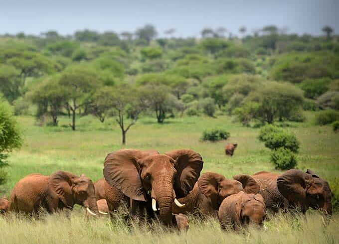 wildlife-serengeti-national-park-elephant-small